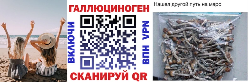 дарнет шоп  Апшеронск  Псилоцибиновые грибы Cubensis 